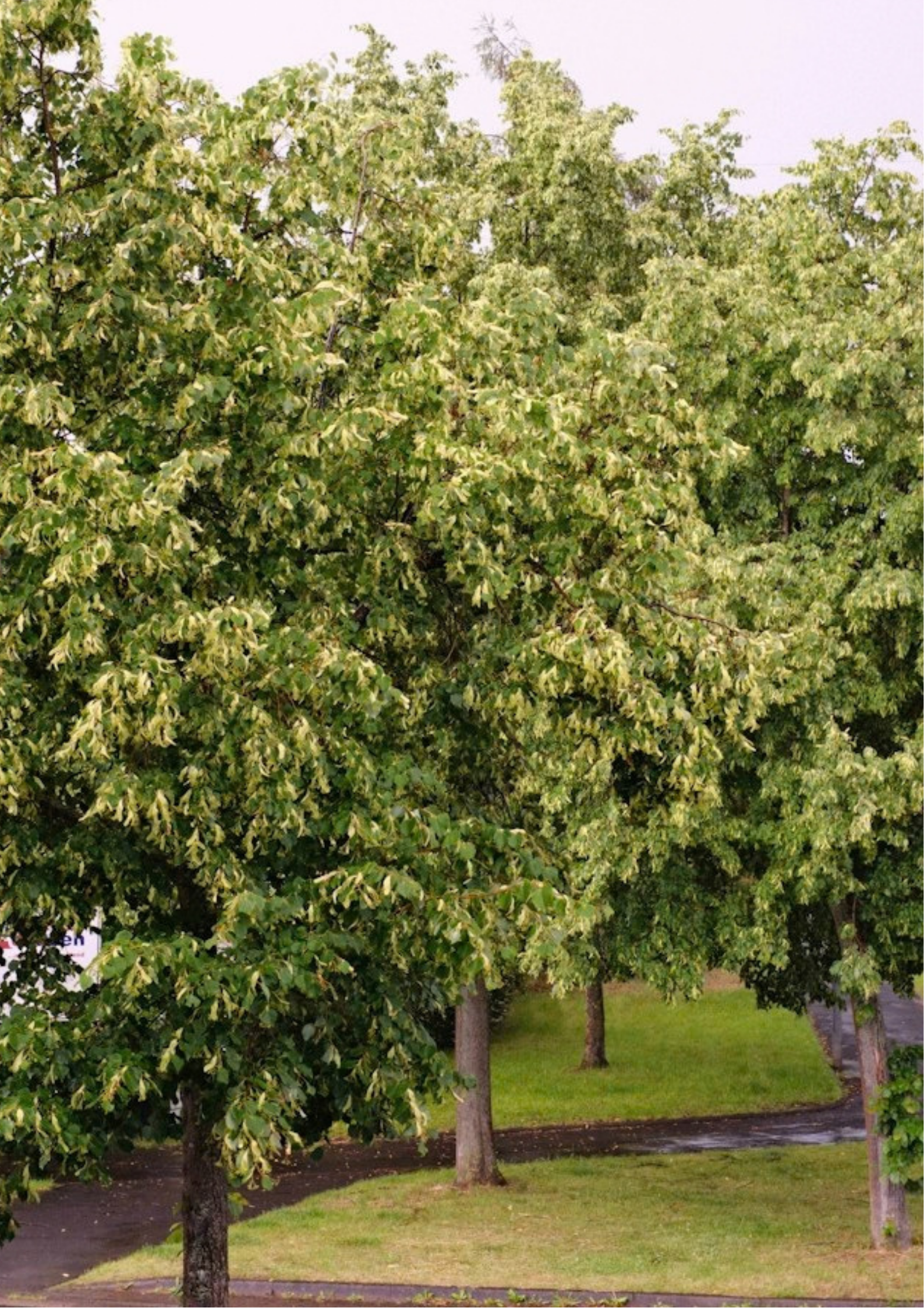 Image shows four large-leaved lime trees in flower