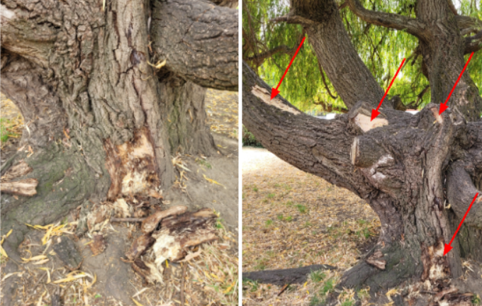 Image shows two pictures of the weeping willow, showing significant areas of honey fungus
