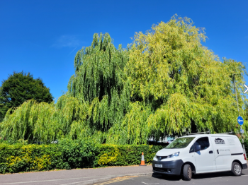 Image of large willow tree when it was healthier. The leaves are bright green, the sky behind is blue and there is a white van parked in front