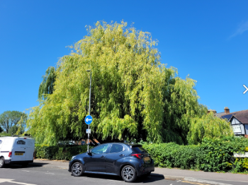Images shows the healthy willow tree from a different angle. There is a white van in the right bottom corner and a small black car in front