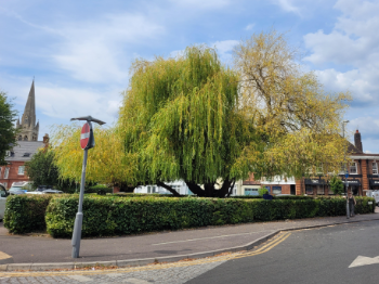 The willow tree in july 2026, there is still leaves but it is distinctly different to the year before. Notably, the right hand side of the tree has lost leaves and is yellowing