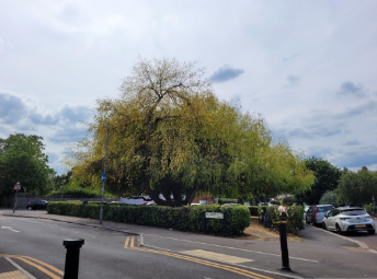 Image shows the willow tree looking sick, with less leaves than previous