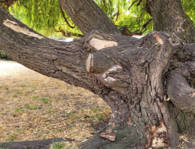 Image is taken under the willow tree. There are white patches on the trunk showing signs of fungus