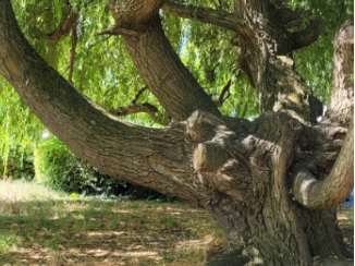 Image is taken under the willow tree, and shows the trunk